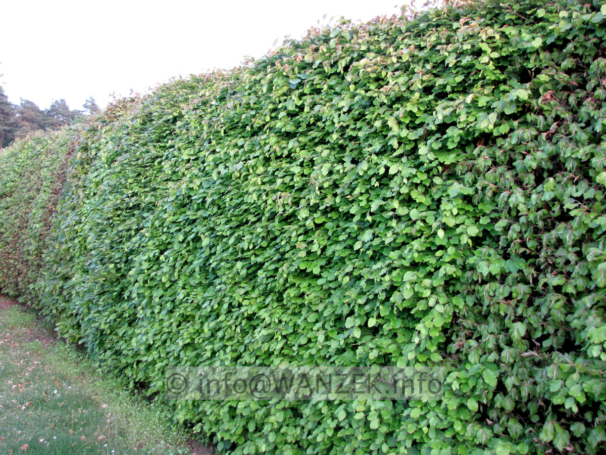Fagus sylvatica - Hecke im Austrieb.JPG